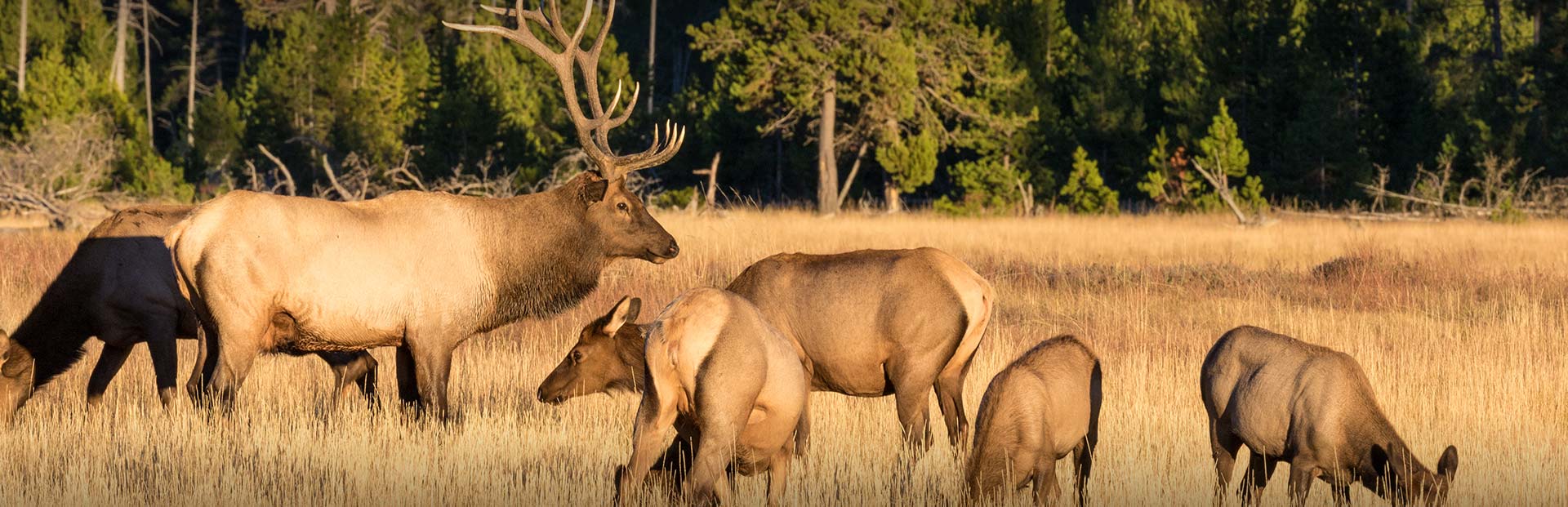 Wyoming Elk Hunting at its best!