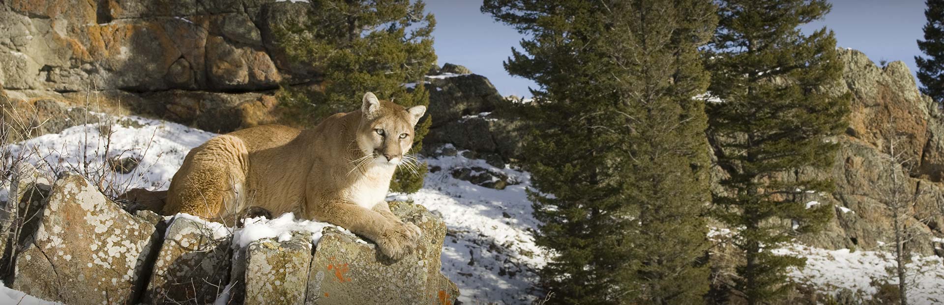 Mountain Lion Hunting